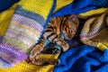 Domestic Bengal cat Royalty Free Stock Photo