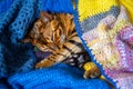 Domestic Bengal cat Royalty Free Stock Photo