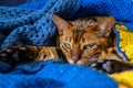 Domestic Bengal cat Royalty Free Stock Photo