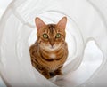 Domestic bengal cat hiding in white cat tunnel, eye contact