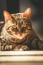 Domestic Bengal Cat laying in the sunshine on the carpet