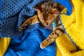 Domestic Bengal cat resting on the couch wrapped in a blanket Royalty Free Stock Photo