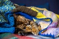 Domestic Bengal cat resting on the couch wrapped in a blanket Royalty Free Stock Photo