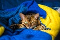 Domestic Bengal cat resting on the couch wrapped in a blanket Royalty Free Stock Photo