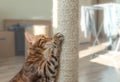 Domestic bengal cat scratching a post Royalty Free Stock Photo