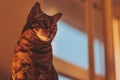domestic bengal cat sitting on window, surprised look close up. Brown bengal cat enjoy the warm sunlight Royalty Free Stock Photo
