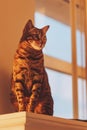 Domestic bengal cat sitting on window, surprised look close up. brown bengal cat enjoy the warm sunlight Royalty Free Stock Photo