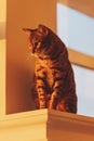 domestic bengal cat sitting on window, surprised look close up. Brown bengal cat enjoy the warm sunlight Royalty Free Stock Photo