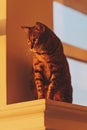 domestic bengal cat sitting on window, surprised look close up. Brown bengal cat enjoy the warm sunlight Royalty Free Stock Photo