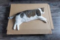 Domestic fat cat sleeping on delivery cardboard box on fthe floor