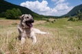 Big free grey dog resting in wildernes. Royalty Free Stock Photo