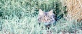 Domestic big gray cat lies in the grass next to hay. looks into the camera. veterinary concept