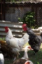 Domestic bird. Free range chickens, roosters and indo ducks. Focus on dark rooster Royalty Free Stock Photo