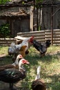 Domestic bird. Free range chickens, roosters and indo ducks. Focus on the rooster Royalty Free Stock Photo