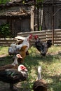 Domestic bird. Free range chickens, roosters and indo ducks. Focus on the rooster Royalty Free Stock Photo