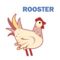 Domestic bird rooster isolated