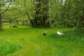 Domestic birds geese graze on the green lawn. Countryside ecology farm with free walking poultry geese, ducks, chickens. Summer Royalty Free Stock Photo