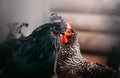 Domestic birds live on the farm - a beautiful proud rooster with black plumage and a brown chicken. Agricultural industry Royalty Free Stock Photo