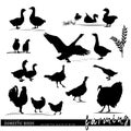 Domestic birds set. Chickenc, ducks, geese silhouettes.