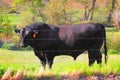 Domestic Black Angus Bull