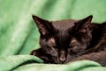 Domestic black cat kitten sleeping