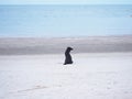 domestic black dog on summer beach