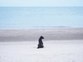 domestic black dog on summer beach