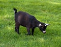 Domestic Black Goat Royalty Free Stock Photo