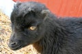 Domestic Black Goat Kid