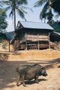 Domestic black pig standing in front of traditional bamboo hut in a village close to Muang Ngoi, Laos Royalty Free Stock Photo