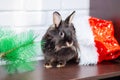 Domestic black rabbit wearing a Christmas red hat