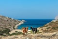 Domestic black and red goats are standing at dryland pasture and blue sea background on Kalymnos island in Greece