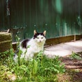 Domestic black white cat with green eyes sits against fence of country house in sunny summer day, village, rural life Royalty Free Stock Photo