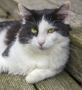 Domestic black-and-white cat lies quietly on wooden flooring