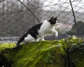 A domestic black and white cat in the mossy farm wall. Royalty Free Stock Photo