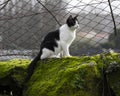 A domestic black and white cat in the mossy farm wall. Royalty Free Stock Photo