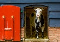 Domestic black and white goat standing in the door opening, popular farm animals Royalty Free Stock Photo