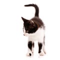 Domestic kitten with cute black spots on its front paws walks on a white background. Royalty Free Stock Photo