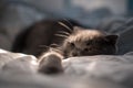 The domestic blue british cat lies on a bed and is heated under sunshine from a window. Royalty Free Stock Photo