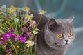 Domestic blue Shorthair cat and a bouquet of flowers. Wary cat in the house
