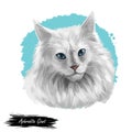 Domestic breed Aphrodite Giant cat isolated on white background. Digital art illustration of hand drawn kitty for web. Kitten long