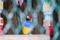 Domestic bright bird in yellow, blue and green. A parrot in a cage sits on a wooden toy swing