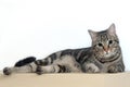 Domestic brindle cat lying on a white background