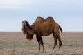 Domestic brown bactrian two-humped camel in desert of Kazakhstan Royalty Free Stock Photo