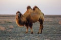 Domestic brown bactrian two-humped camel in desert of Kazakhstan