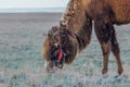 Domestic brown bactrian two-humped camel is eating the grass