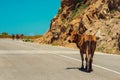 Domestic brown cows walking on the mountain road. Countryside. Agriculture