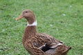 DOMESTIC BROWN DUCK, CITY OF GUARAMIRIM, SOUTH OF BRAZIL, MAY, 2022 Royalty Free Stock Photo