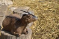 Domestic brown goat in the farm. Cute an angora wool goat. A goat in a barn at an eco farm located in the countryside Royalty Free Stock Photo