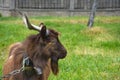 Domestic brown goat grazing on a green meadow, countryside background Royalty Free Stock Photo